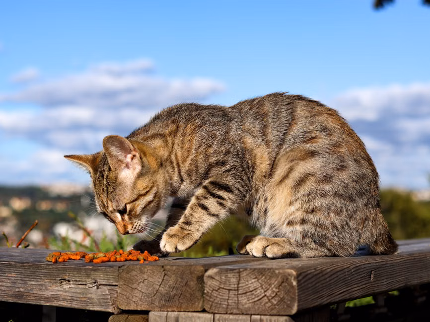 Ração para Gatos Castrados (7,5kg)